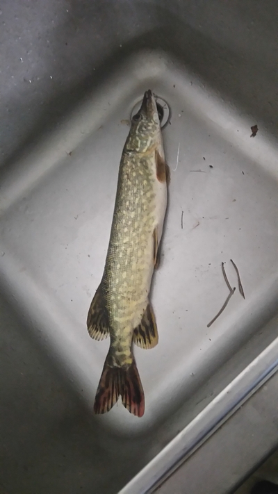 Northern Pike