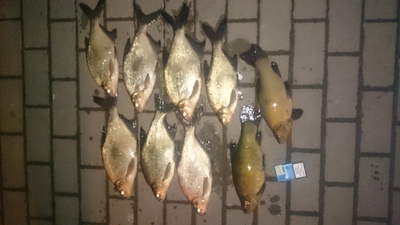 Carp bream