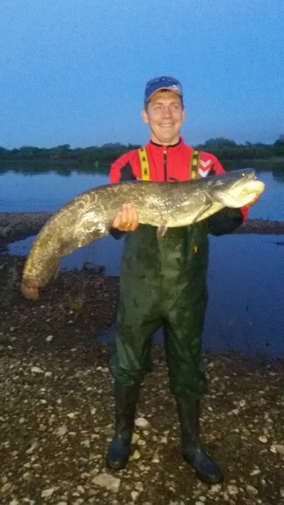 Wels catfish