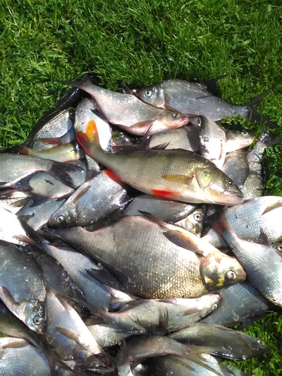 Carp bream