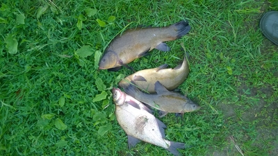Tench