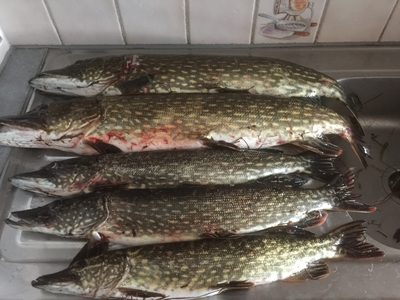 Northern Pike