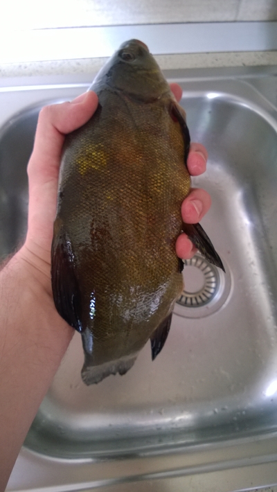 Tench