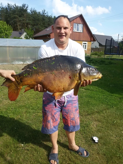 Mirror carp