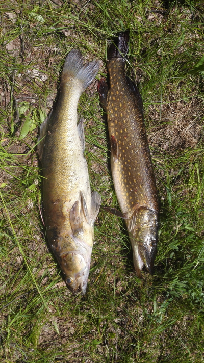 Northern Pike
