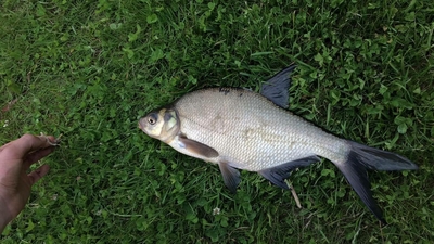 Carp bream
