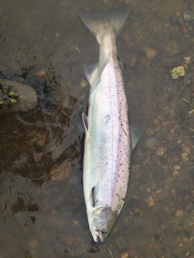 Atlantic salmon