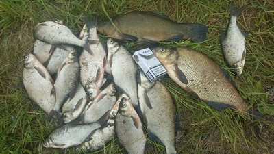 Carp bream