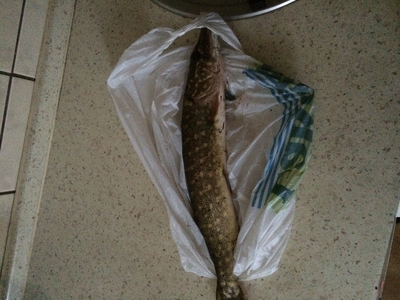 Northern Pike