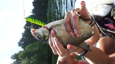 Carp bream