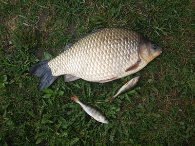 Prussian carp