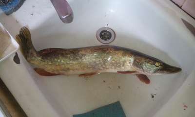 Northern Pike