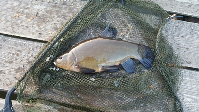Tench