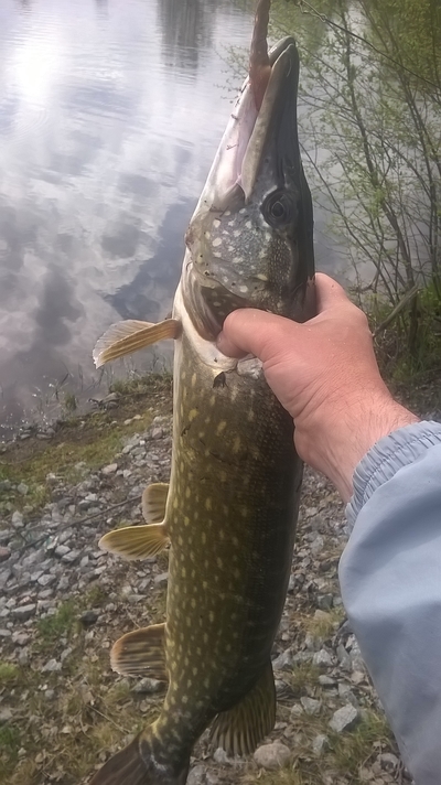 Northern Pike
