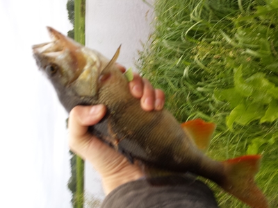 Eurasian perch