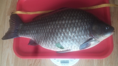 Prussian carp