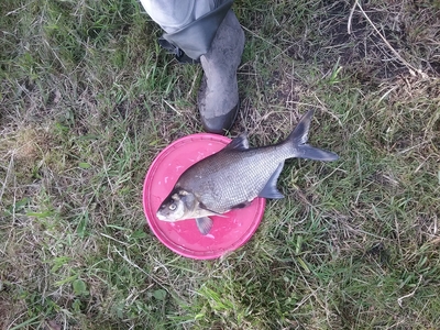 Carp bream