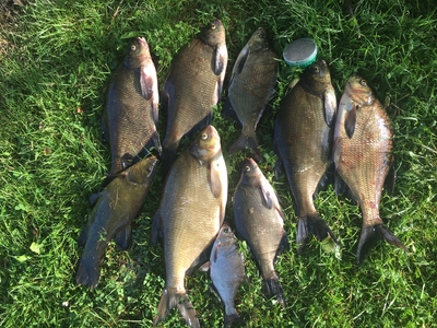 Carp bream