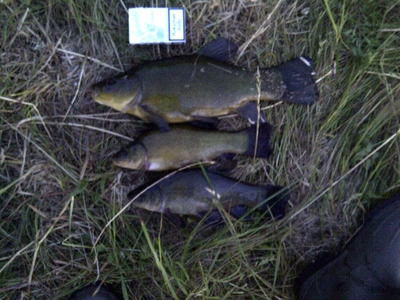 Tench
