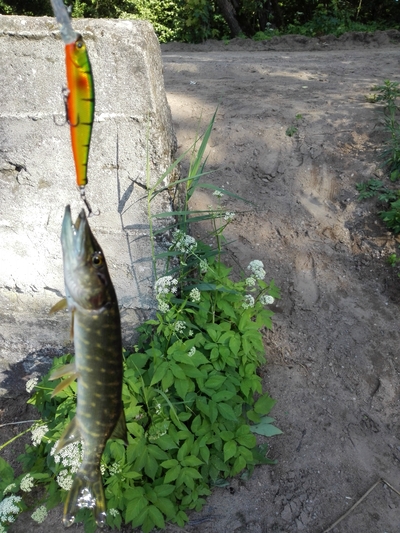 Northern Pike