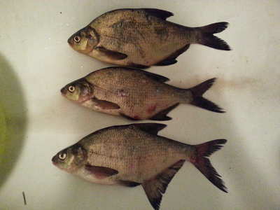 Carp bream