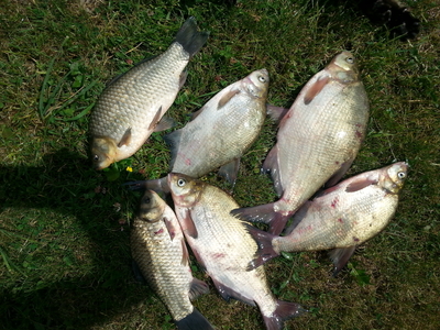 Carp bream