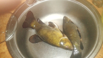 Tench