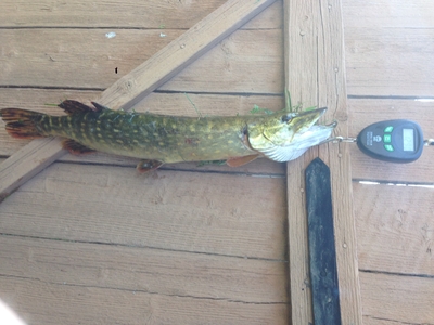 Northern Pike