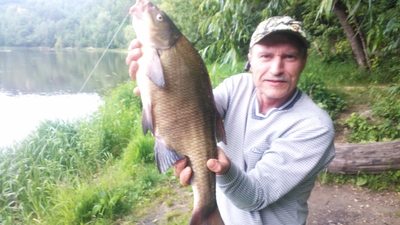 Carp bream