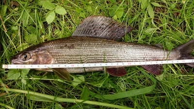 Grayling