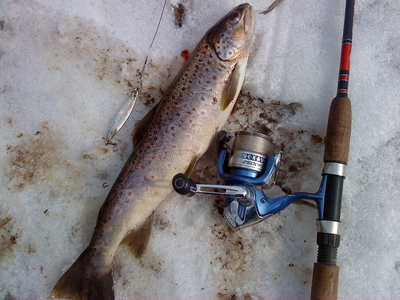 Brown Trout