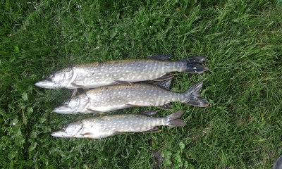 Northern Pike