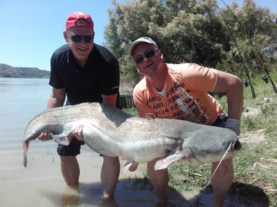 Wels catfish