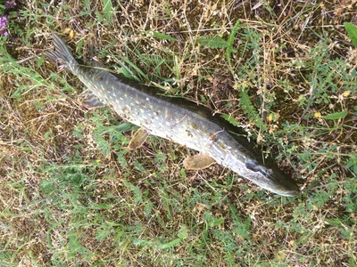 Northern Pike