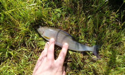 Grayling
