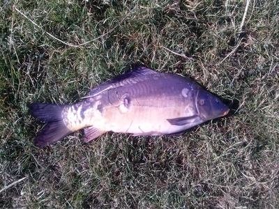 Mirror carp