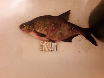 Carp bream