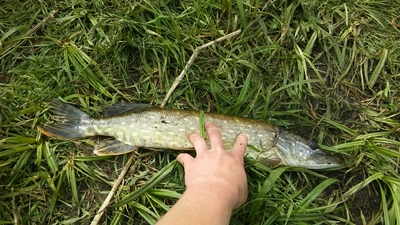 Northern Pike