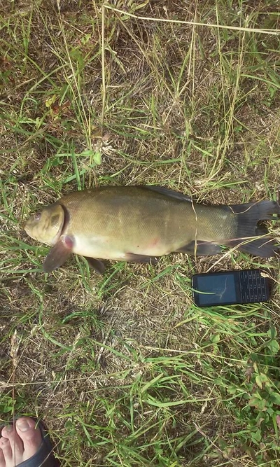 Tench
