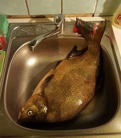 Carp bream