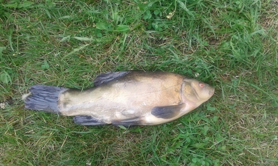 Tench