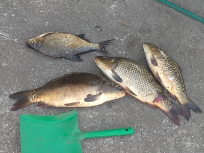 Mirror carp