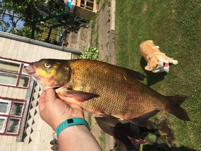 Carp bream