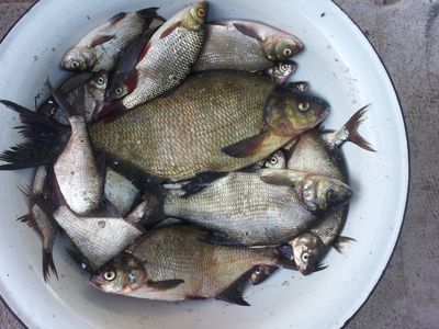 Carp bream
