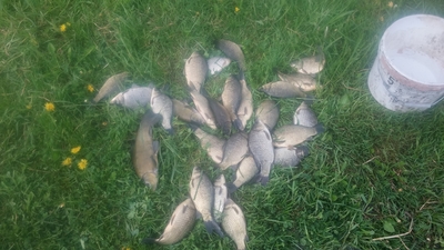 Prussian carp
