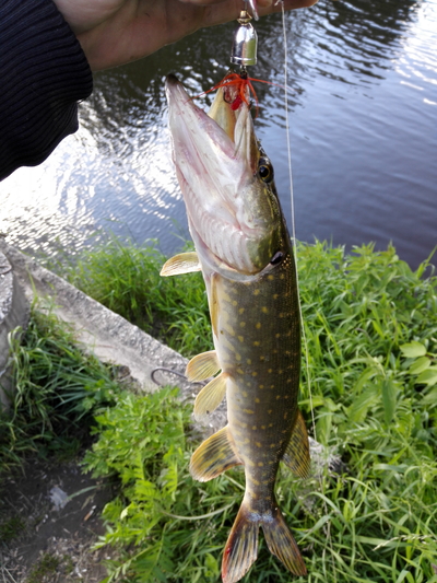 Northern Pike