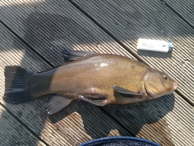 Tench