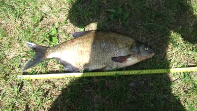 Carp bream