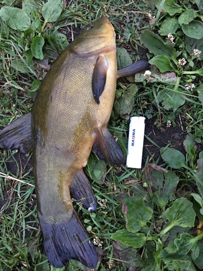 Tench
