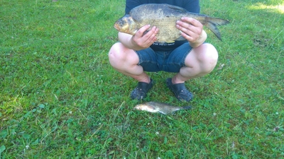 Carp bream